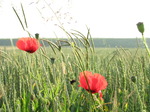 SX14870 Poppies in field.jpg